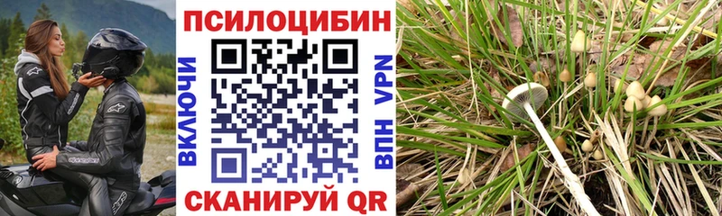 Псилоцибиновые грибы Psilocybine cubensis  Костомукша 